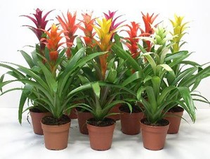 BROMELIA HAWAIANA